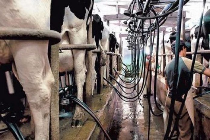 Producción de leche
