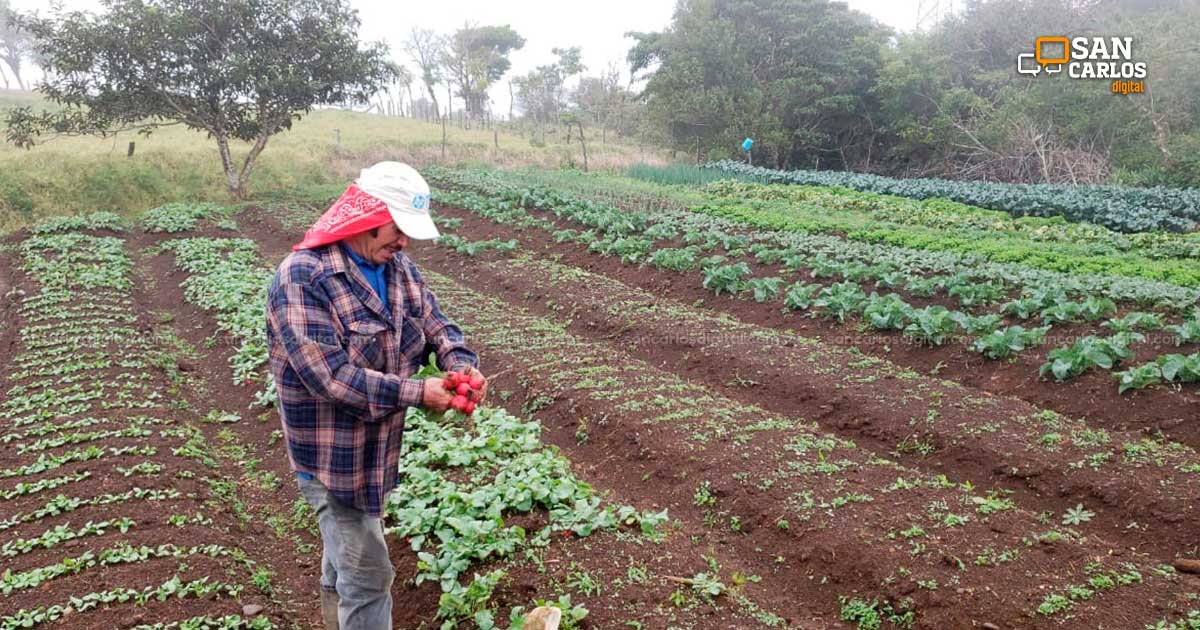 Don Gabino cosechando remolachas en su parcela