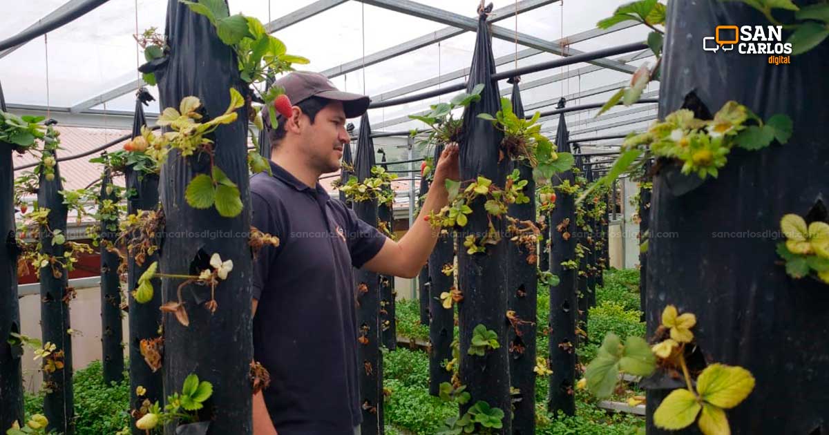 Virgil produce fresas para el consumo de la comunidad. Aún no vende fuera.