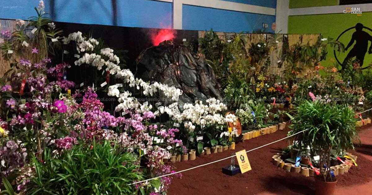 Amantes de las orquídeas tendrán en el cantón Exposición Nacional - San Carlos Digital